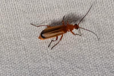 <i>Rhagonycha fulva</i>