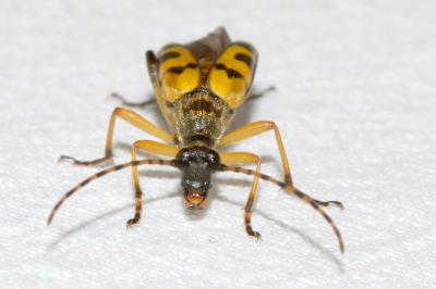Rutpela maculata