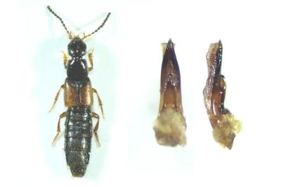 Philonthus quisquiliarius