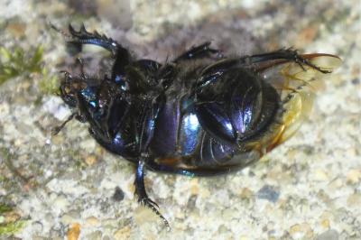 Geotrupes spiniger