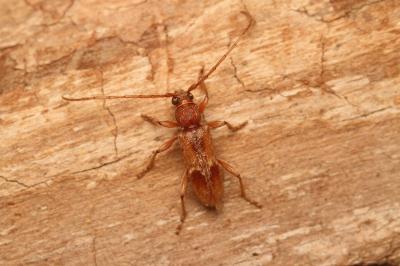 <i>Trichoferus pallidus</i>