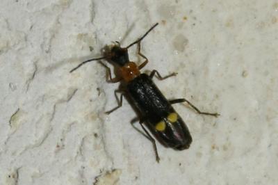 <i>Malthodes</i>