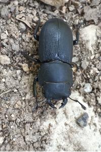 <i>Dorcus parallelipipedus</i>