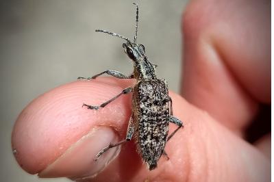 <i>Rhagium inquisitor</i>