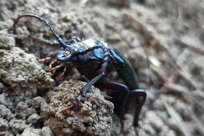 <i>Prionus coriarius</i>