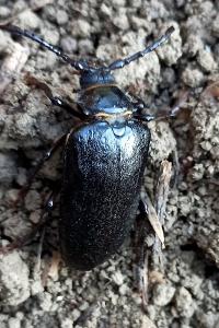 <i>Prionus coriarius</i>