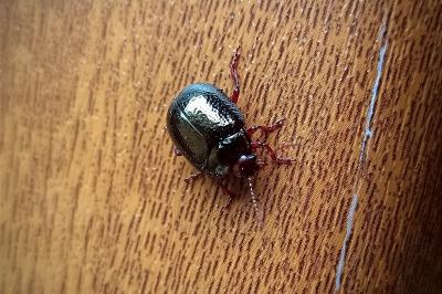 <i>Chrysolina bankii</i>