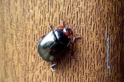 <i>Chrysolina bankii</i>