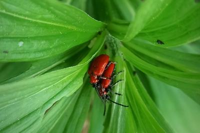 <i>Lilioceris lilii</i>