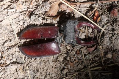 <i>Lucanus cervus</i>