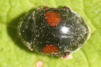 <i>Scymnus</i>
