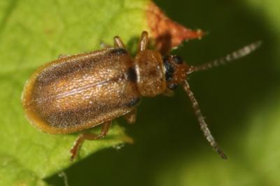 <i>Galerucella pusilla</i>