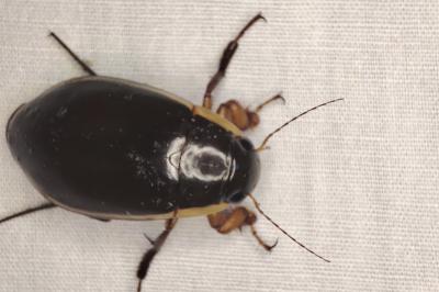 <i>Dytiscus dimidiatus</i>