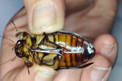<i>Dytiscus dimidiatus</i>