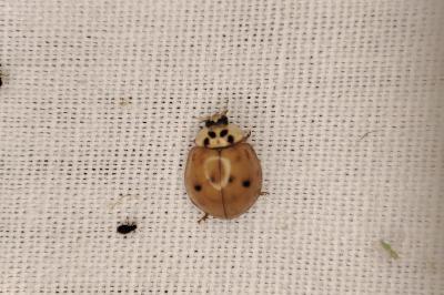 <i>Harmonia axyridis</i>