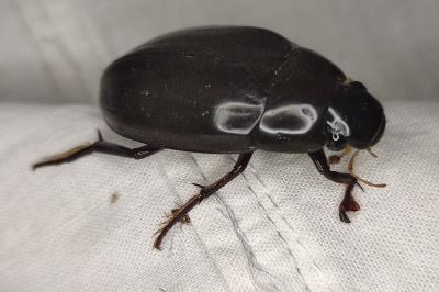 <i>Hydrophilus piceus</i>