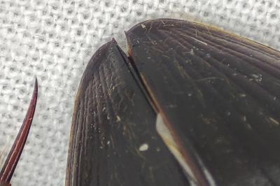 <i>Hydrophilus piceus</i>