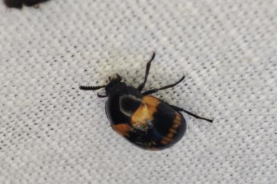 <i>Diaperis boleti</i>