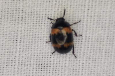<i>Diaperis boleti</i>