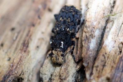 <i>Platyrhinus resinosus</i>