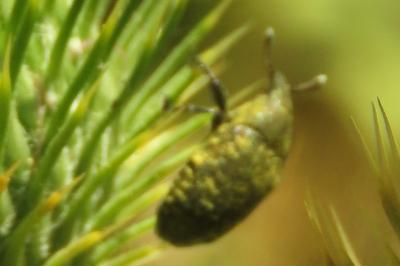 <i>Larinus turbinatus</i>