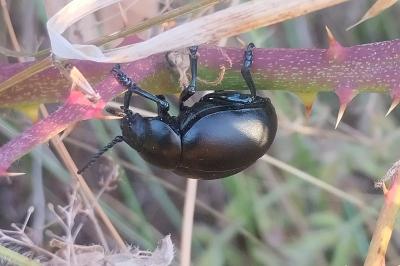 <i>Timarcha tenebricosa</i>