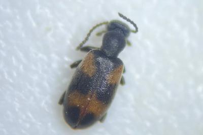 <i>Anthicus antherinus</i>