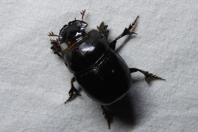 <i>Copris lunaris</i>