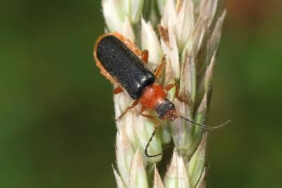 Cantharis flavilabris