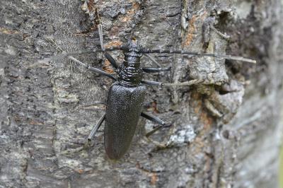 Cerambyx cerdo