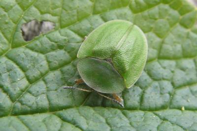 Cassida viridis