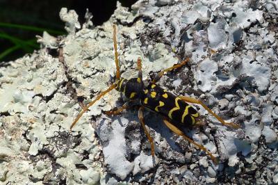 Plagionotus arcuatus