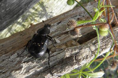 Gnorimus variabilis