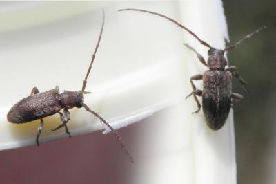 Exocentrus punctipennis