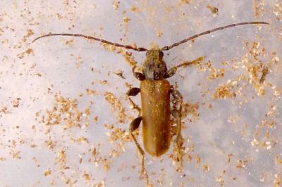 Phymatodes testaceus