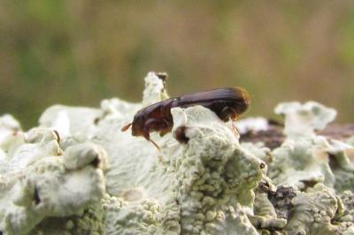 Platypus cylindrus