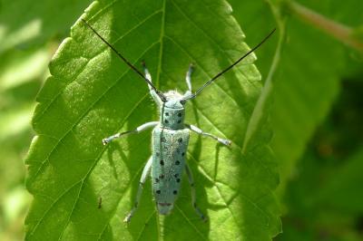 Saperda punctata