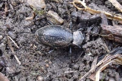 Carabus coriaceus