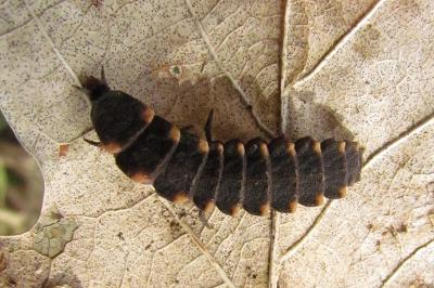 Lampyris noctiluca