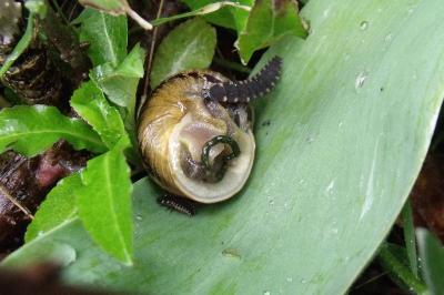 Lampyris noctiluca
