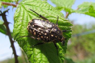 Oxythyrea funesta