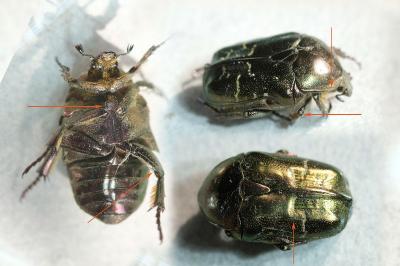 Potosia cuprea