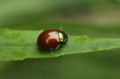 Chrysolina polita
