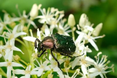 Gnorimus nobilis