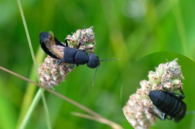 Ocypus olens