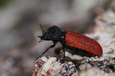 Bostrichidae