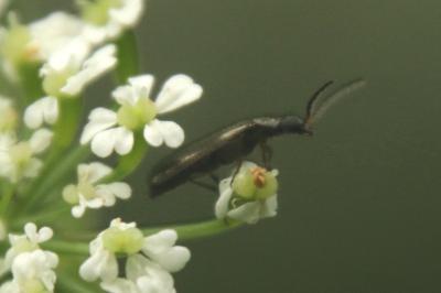 Dasytes plumbeus