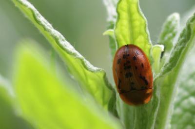 Cassida murraea