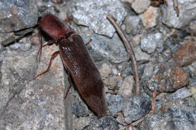 Stenagostus rhombeus