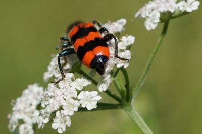 Trichodes apiarius